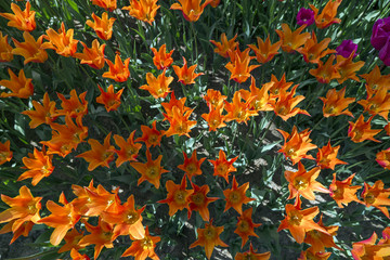 Beautiful tulips, fresh spring flowers, flowerbed in Emirgan city park, Istanbul, Turkey