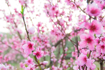 Spring blossom, pink flowers, sunrise in the morning