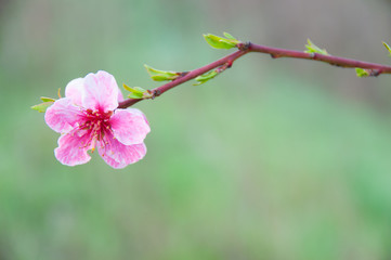 Spring blossom, pink flowers, sunrise in the morning