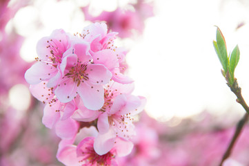 Spring blossom, pink flowers, sunrise in the morning