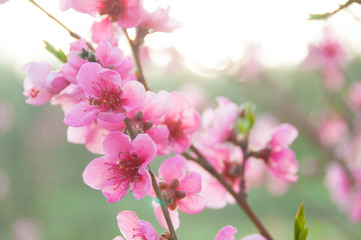 Obraz premium Spring blossom, pink flowers, sunrise in the morning