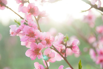 Spring blossom, pink flowers, sunrise in the morning