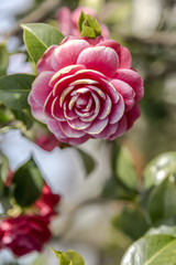 Camellia blossom