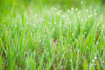Close up of fresh thick grass with dew drops in the early morning