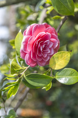 Camellia blossom