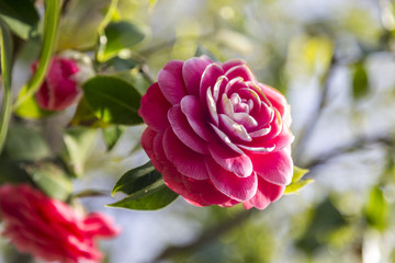 Camellia blossom