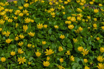 Obraz premium Blooming buttercups. Spring. Ukraine 