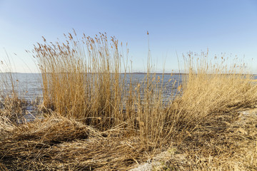 Fototapeta premium reed grass in backwater under blue sky