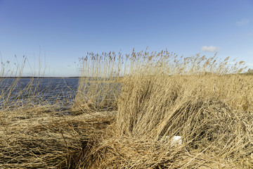 Fototapeta na wymiar reed grass in backwater under blue sky