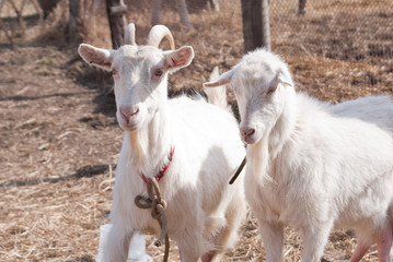 Fototapeta premium Two old goats