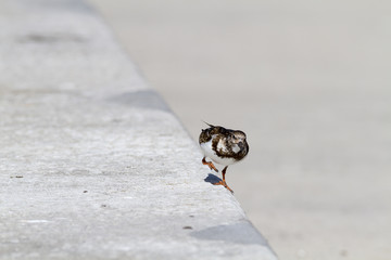 Ruddy Turnstone balancing act