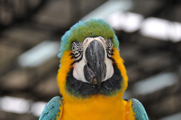 Portrait of colorful parrot macaw closeup