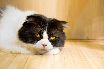 Cat on wooden floor