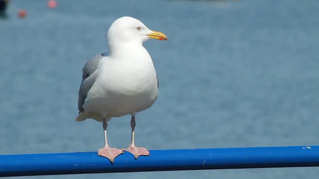 Seagull perched on a railing and having difficulty balancing.