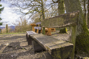 Benches of this tree in the forest