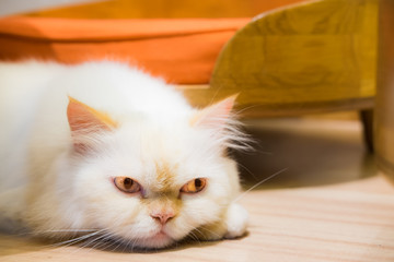 Fototapeta premium Cat on wooden floor