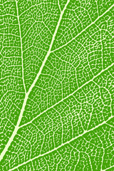 Green leaf close up. Leaf macro. Background, vector illustration