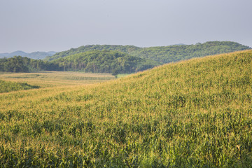 corn field