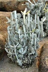 Exotic species of cactus in the Park  