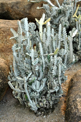 Exotic species of cactus in the Park  