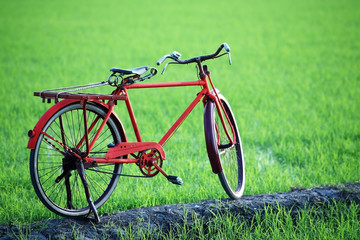 Fototapeta na wymiar classic bicycle in paddy field.