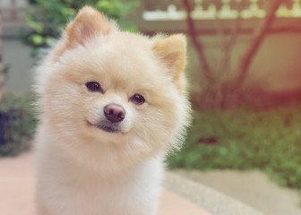 pomeranian small dog cute pets friendly in home