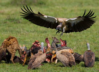 Predatory bird flies to prey. Kenya. Tanzania. Safari. East Africa. An excellent illustration.