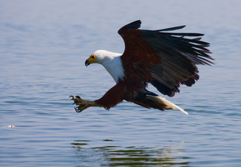 African Fish Eagle at the moment the attack on the prey. Kenya. Tanzania. Safari. East Africa. An excellent illustration.