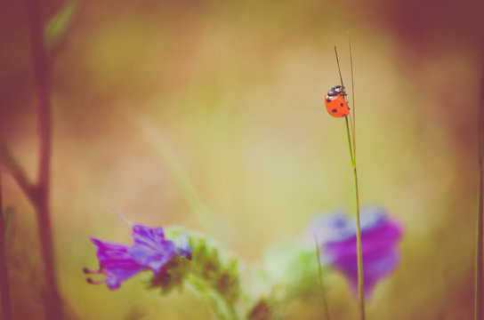 Abstract nature background of grass and ladybug 