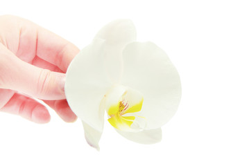 Orchid flower in hand isolated on white