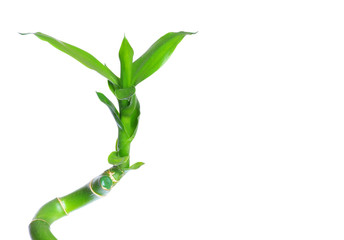 green bamboo isolated on a white background