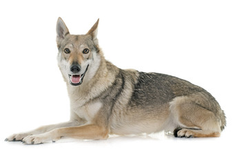  czechoslovakian wolf dog