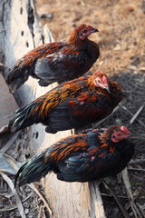 thai cock