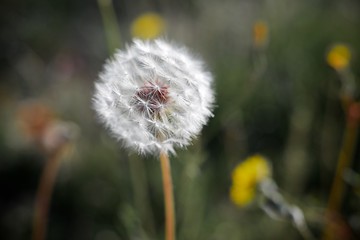 Dandelion