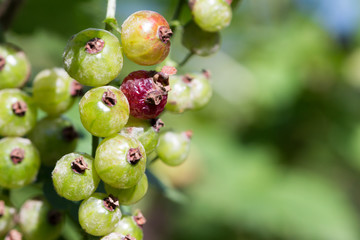 Unhealthy red garden currant in summer with blurry background