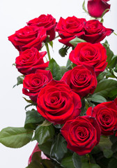 bouquet of blossoming dark red roses