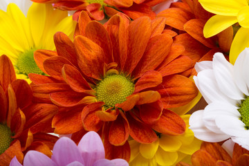 Close up of the colorful chrysanthemum flowers