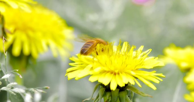 4k macro di ape su fiore giallo9