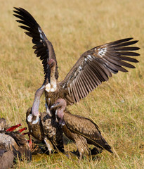 Predatory birds eat the prey in the savannah. Kenya. Tanzania. Safari. East Africa. An excellent illustration.