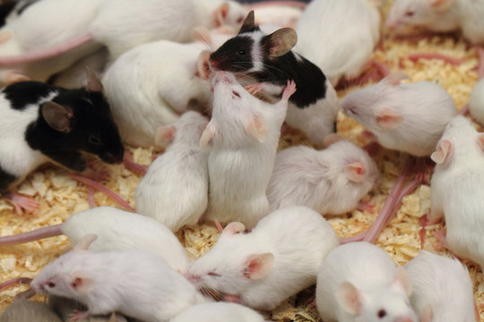 group of mouses