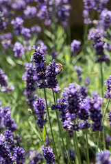 Gardens with the flourishing lavender