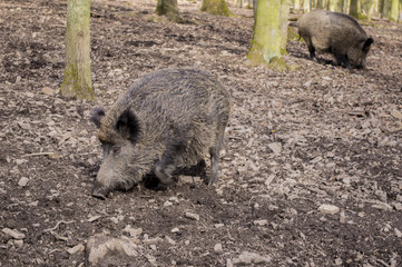 Wild boar in the forest.