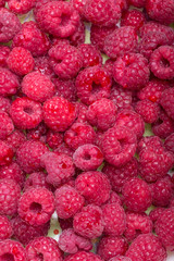 A beautiful selection of freshly picked ripe red raspberries.