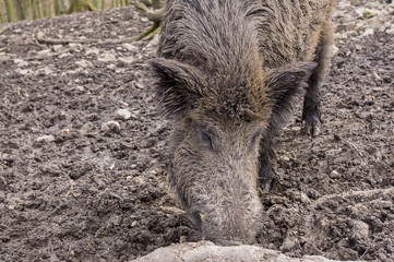 Wild boar in the forest.
