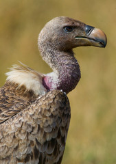 Portrait of a vulture. Close-up. Kenya. Tanzania. Safari. East Africa. An excellent illustration.