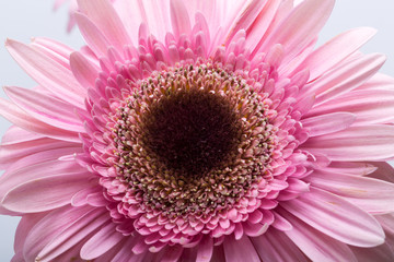 Close up of pink gerbera flower