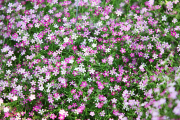 Obraz premium gypsophila flower.