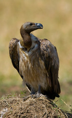 Predator bird is  sitting on the ground. Kenya. Tanzania. Safari. East Africa. An excellent illustration.