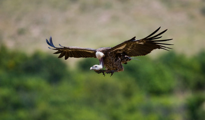 Predatory bird in flight. Kenya. Tanzania. Safari. East Africa. An excellent illustration.