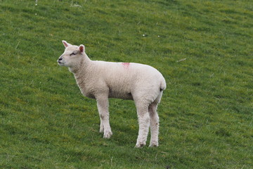 Obraz premium Lamb